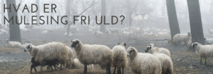 FAQ: Hvad er mulesing fri uld?
